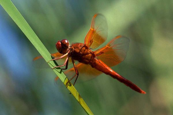 CA, San Diego, Mission Trails A Orange Dragonfly